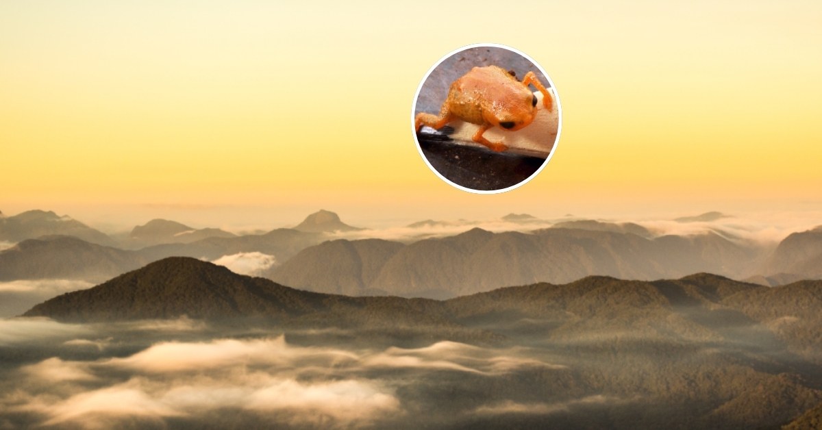 A picture of the Serra do Quiriri mountain range in Brazil at sunrise, with an insert photo of a small pumpkin toadlet, an orange frog.