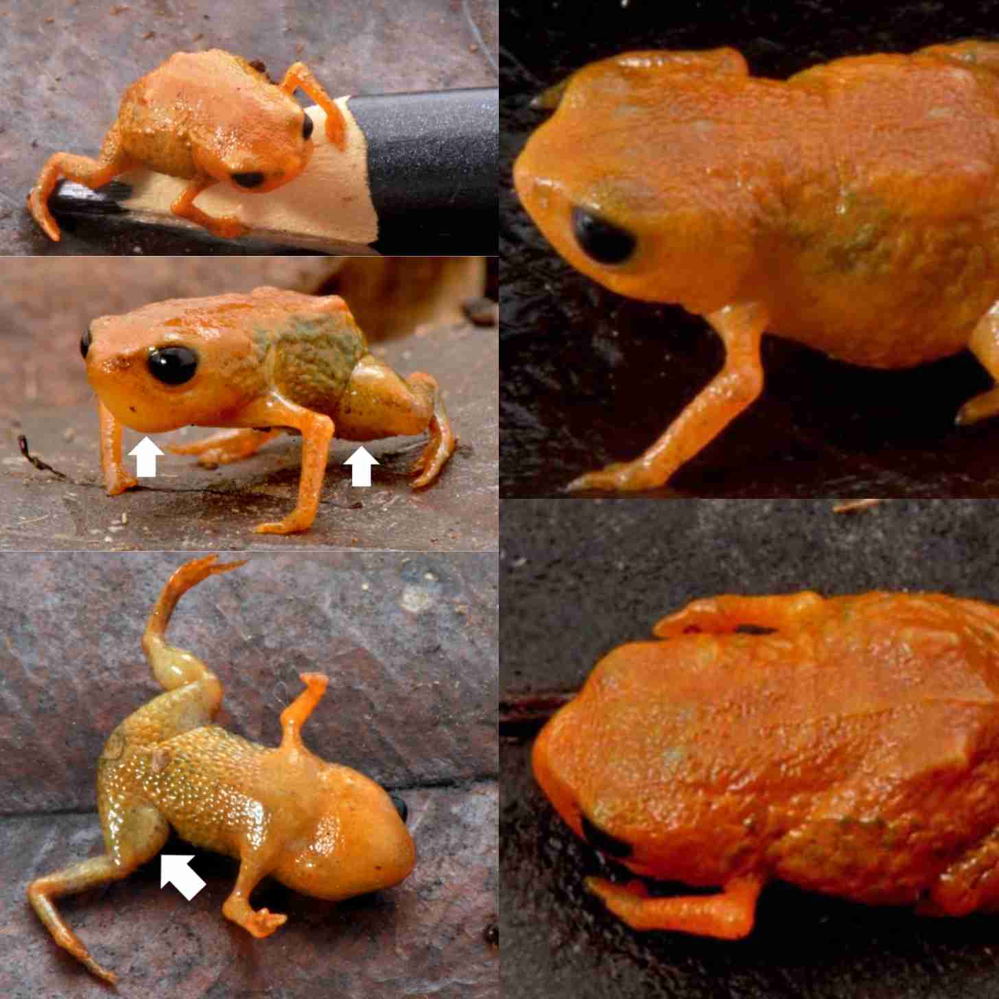 Several photos of a mini pumpkin toadlet, an orange frog, pictured from various angles. On the top left one is perched on a pencil tip. Below, white arrows point to parasites that a researcher removed from its underside. Below that is the frog belly up.