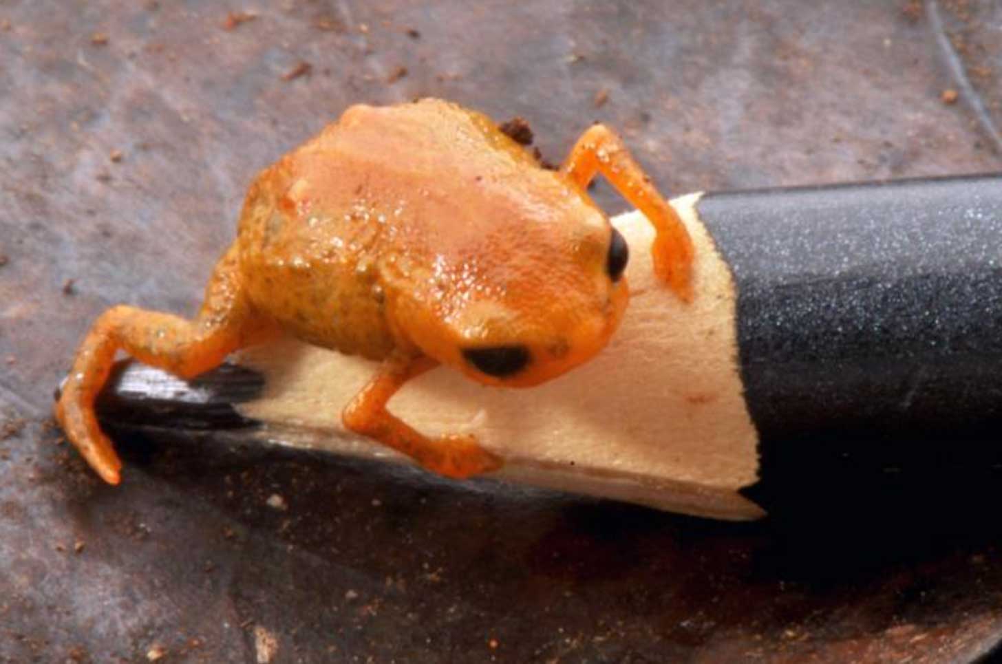A tiny orange toadlet sits on top of a pencil