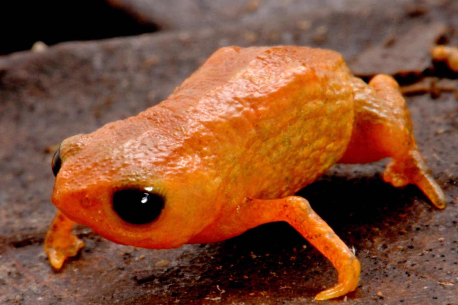 A small orange frog called a pumpkin toadlet