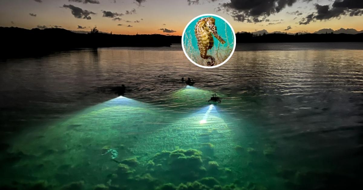 A larger photo of people snorkeling at night with head lamps on in a pond. A smaller insert photo of a lined seahorse.