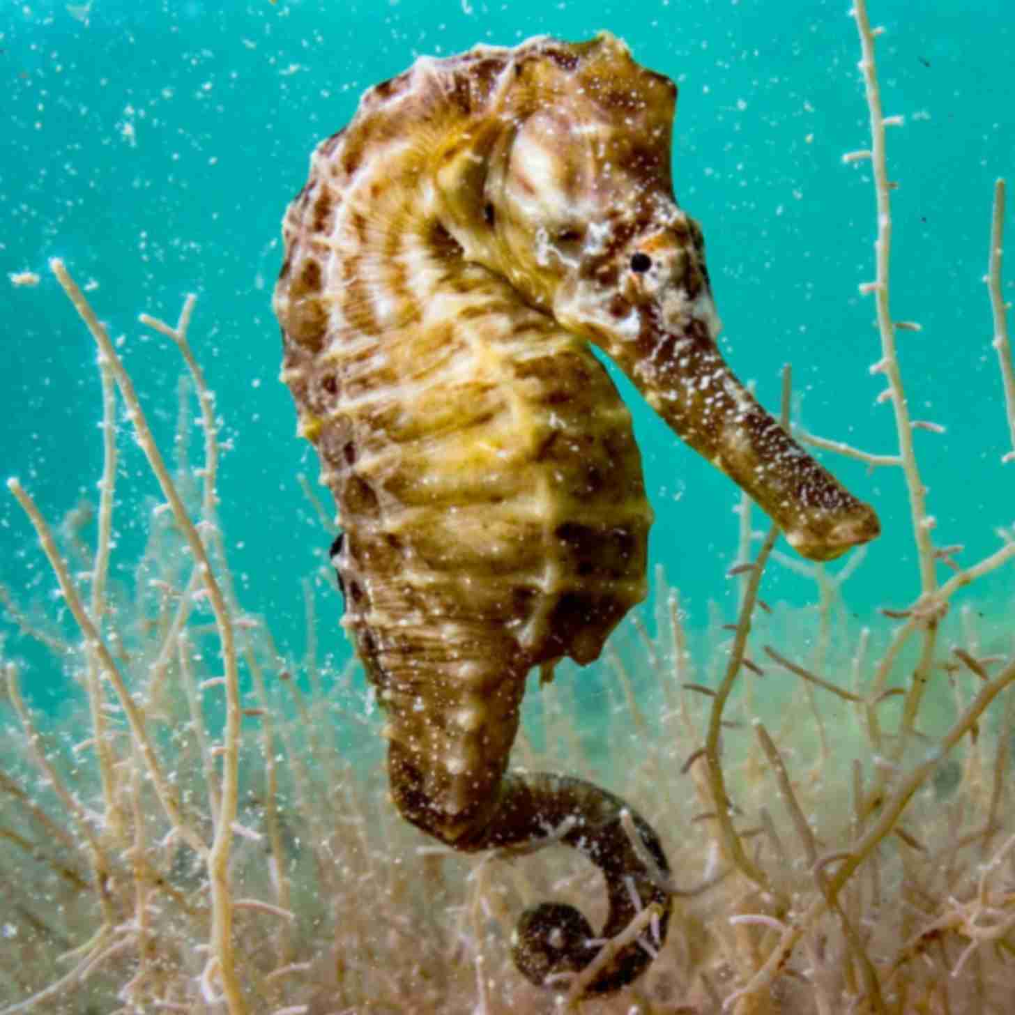A lined seahorse with its tail wrapped around kelp in a light blue ocean water