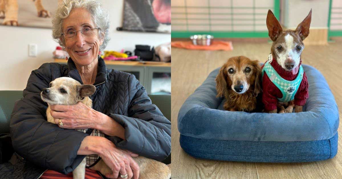 Two photos side-by-side. On the left is an elderly woman snuggling a small, elderly dog. On the right are two senior dogs sitting in a bed together