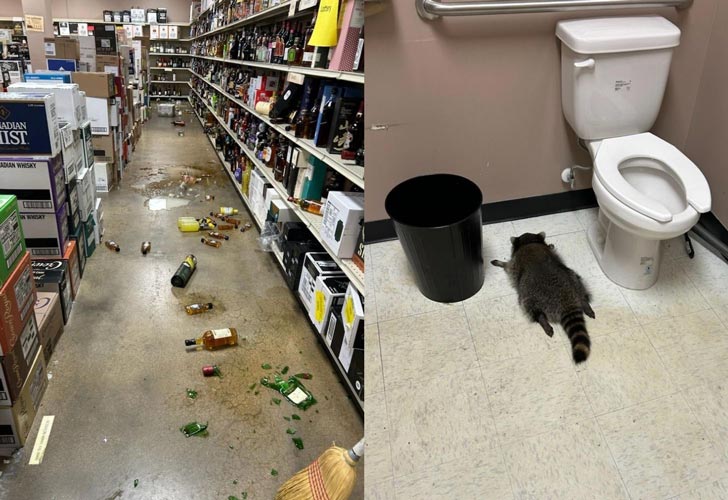 Two photos side by side. On the left, a liquor store appears ransacked, with broken glass bottles on the floor. On the right is a wild raccoon passed out next to a toilet