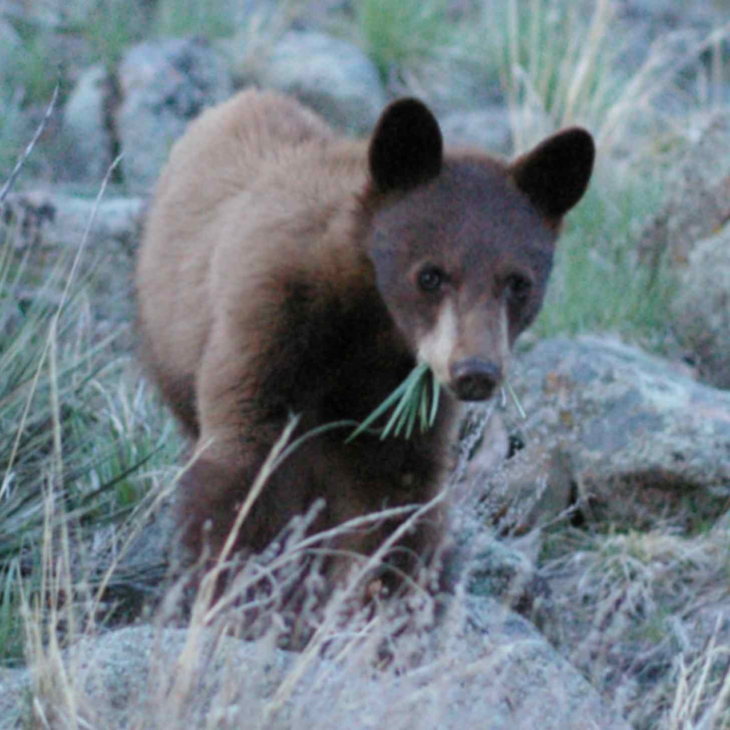 A brown American Black Bear cub seen west of Boulder, Colorado, USA.