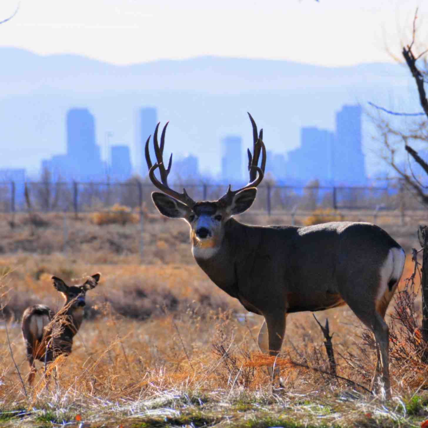Mule deer buck at Rocky Mountain Arsenal National Wildlife Refuge outside of Denver, CO