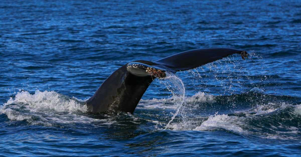 A whale's tail peeking out of the ocean.