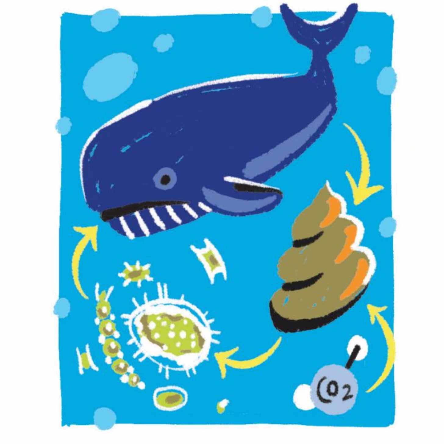 An illustration of a whale, whale poop. the CO2 symbol, and zooplankton