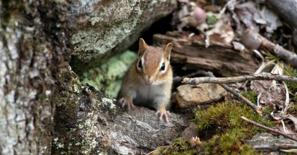 A chipmunk pokes its head out of the top of a den by a tree log.