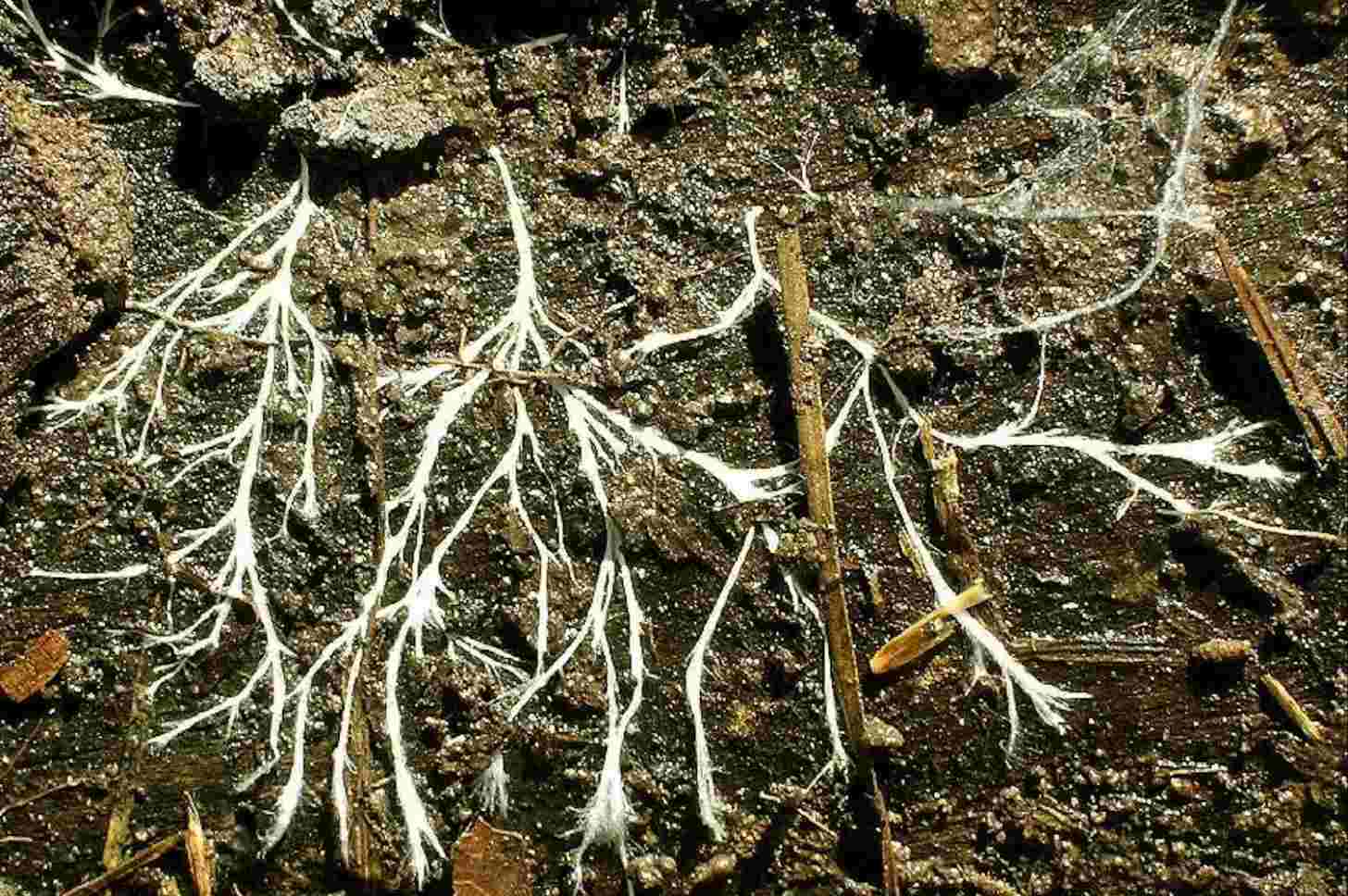 Overturn a log in a damp forest, and you might see a mycelium spreading its hyphae across the surface.