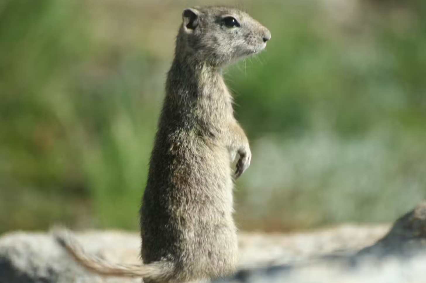A Belding’s ground squirrel in the Sierra Nevada.
