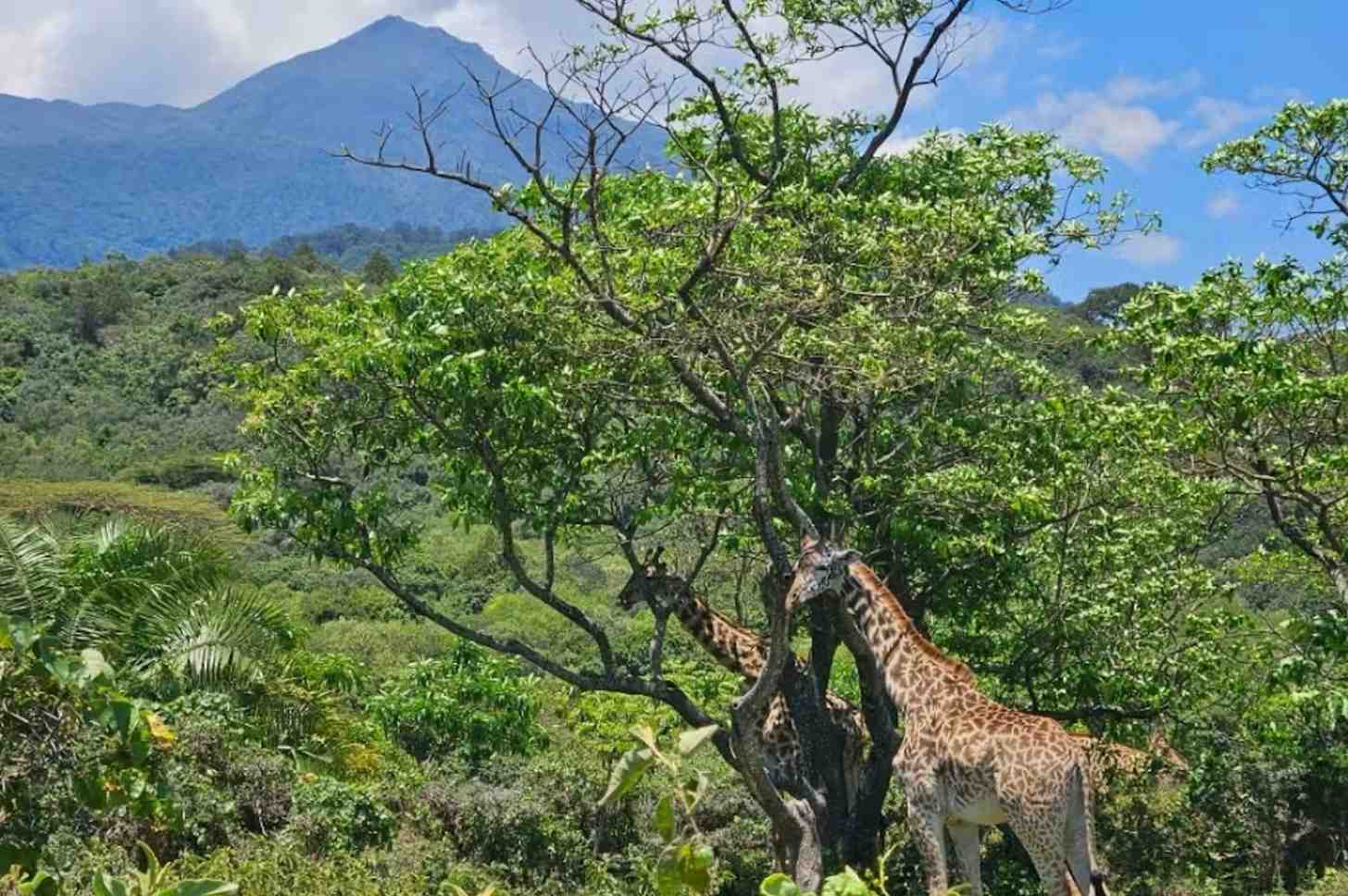 In East Africa, climate change refugia remain cooler and hold water during droughts. Protecting them can help protect the region’s iconic wildlife. 