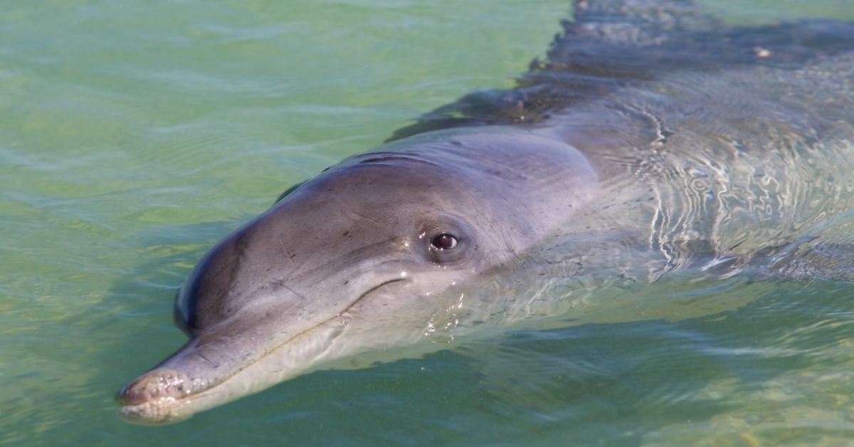 An Indo-Pacific bottlenose dolphin swims in a close-up photo