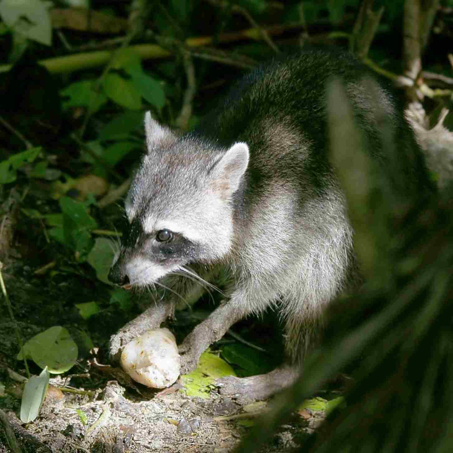 Photo for the article USDA airdrops vaccine treats to wild raccoons in annual effort to prevent rabies