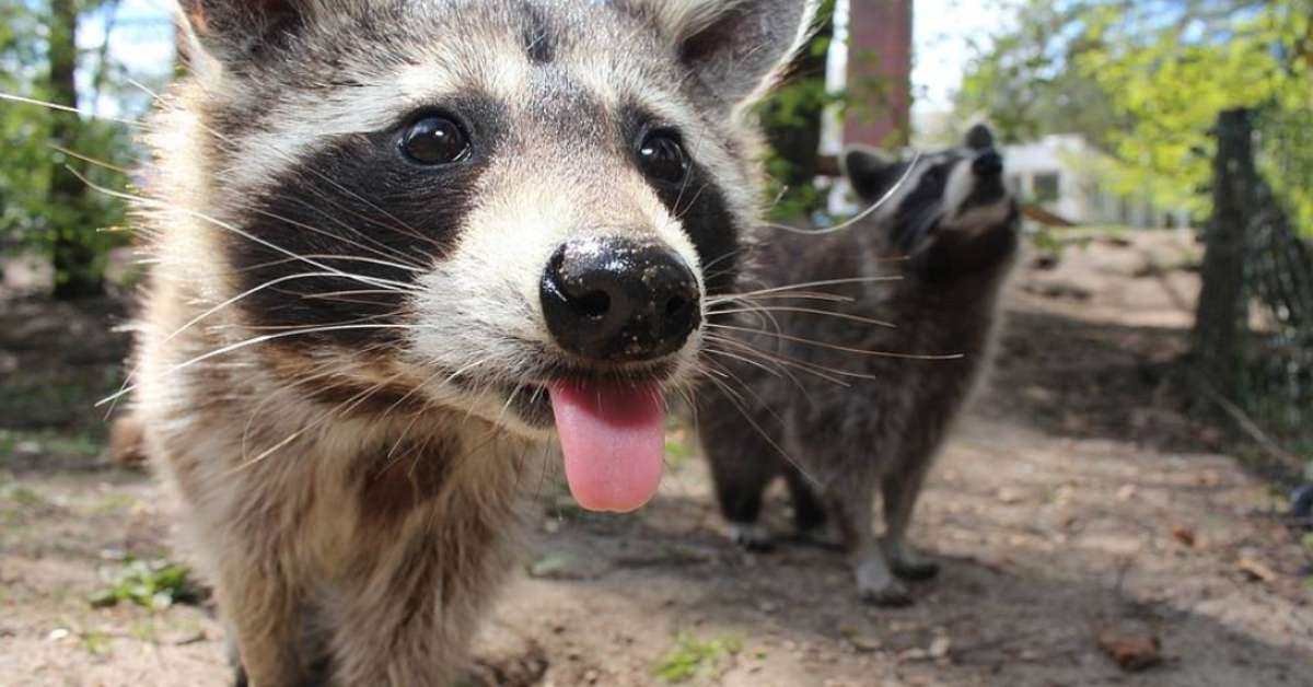 Two raccoons approach the camera in a closeup, with the one of the left sticking its tongue out
