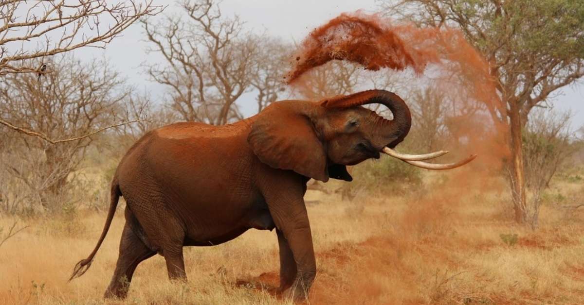 An African elephant pours dirt over its head 