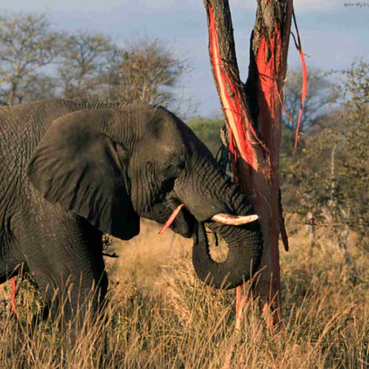 An African elephant tears down a tree with its tusks