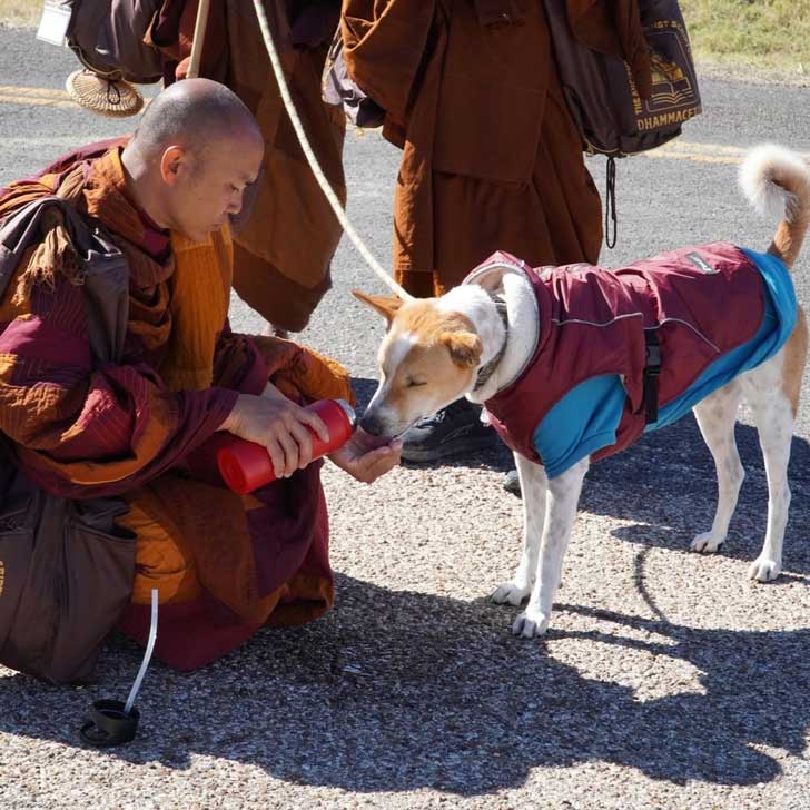 A Buddhist monk gives a dog a drink of water while on a trek across America