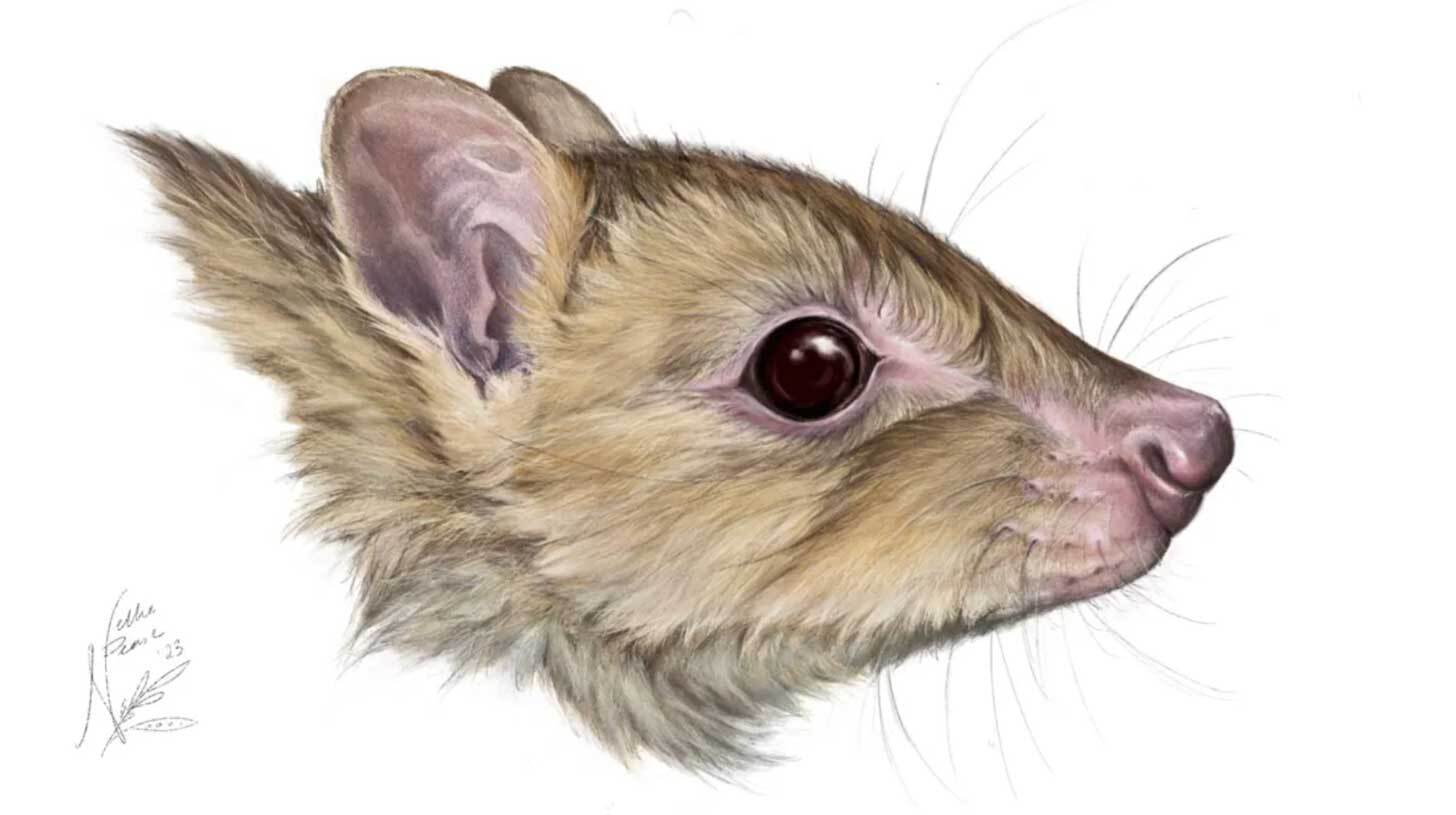An illustration of a woylie 