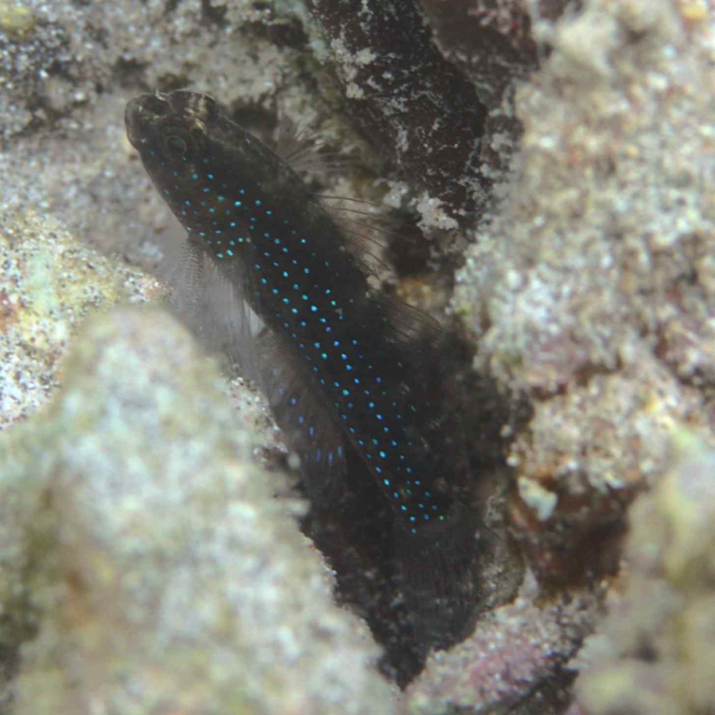 A starry goby, a common reelfish, swimming in the ocean