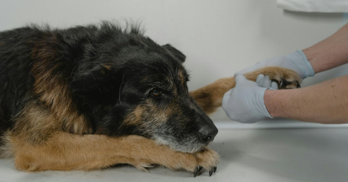 A dog's paw is held at the vet as a person with gloves checks their vitals.