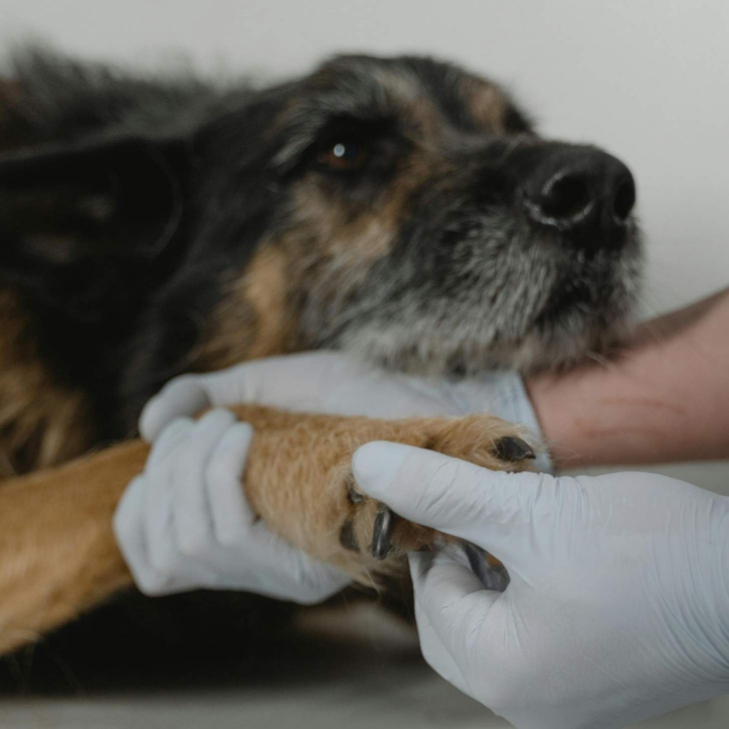 A dog's paw is held at the vet as its vitals are checked