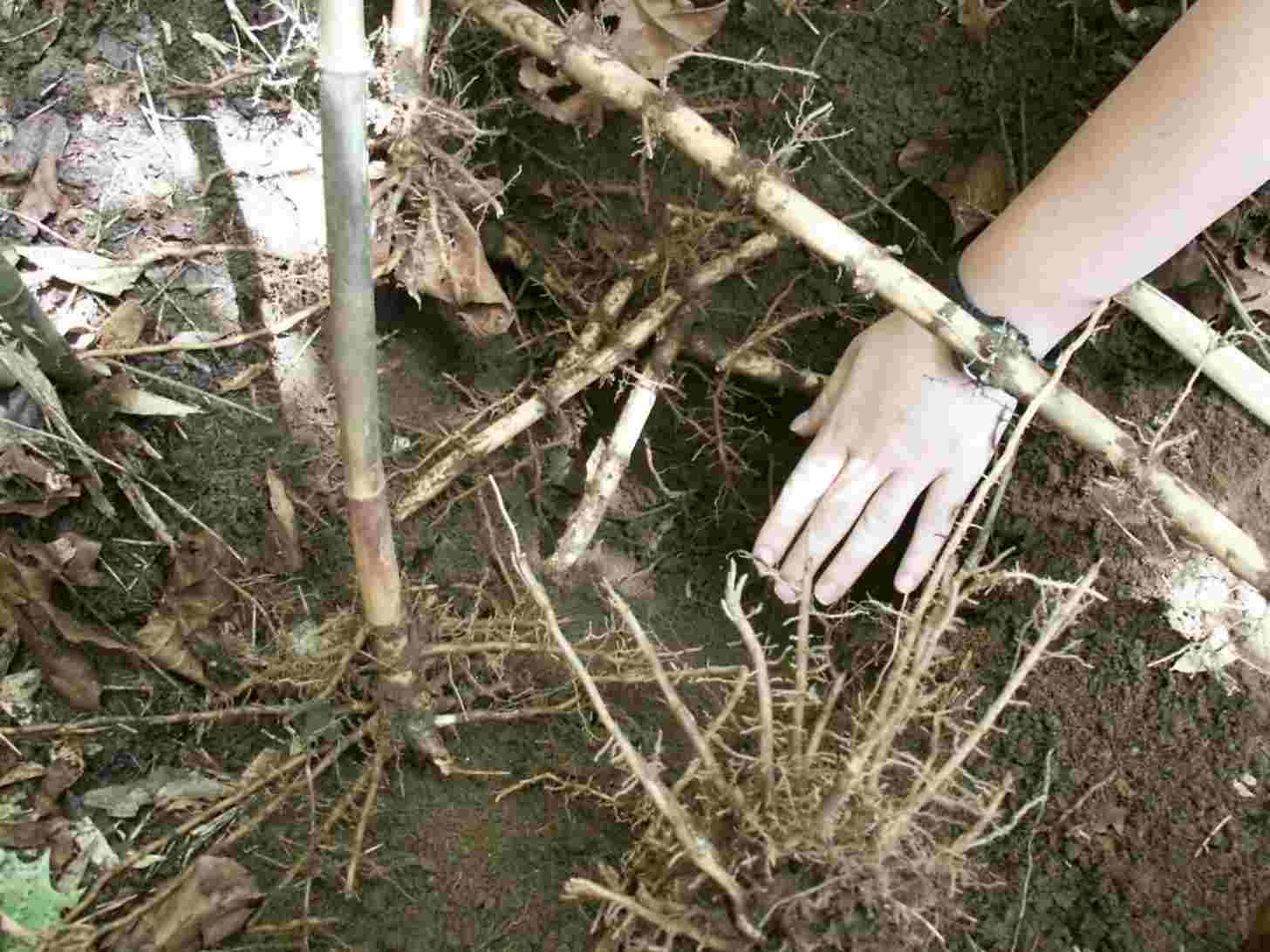 A photo shows a hand in a patch of soil along with a dense network of roots and stems, with bamboo-like stalks shooting up from the ground