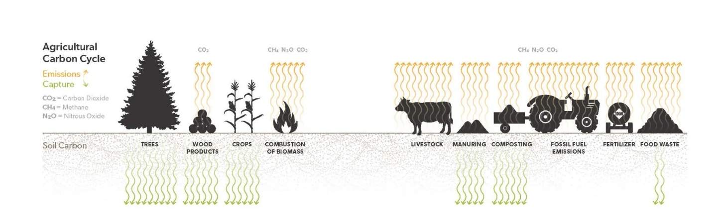 A graphic showing how different parts of our agricultural system release or sequester carbon dioxide.