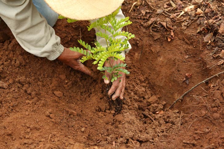 A close-up of a person planting a tree seedling in the ground