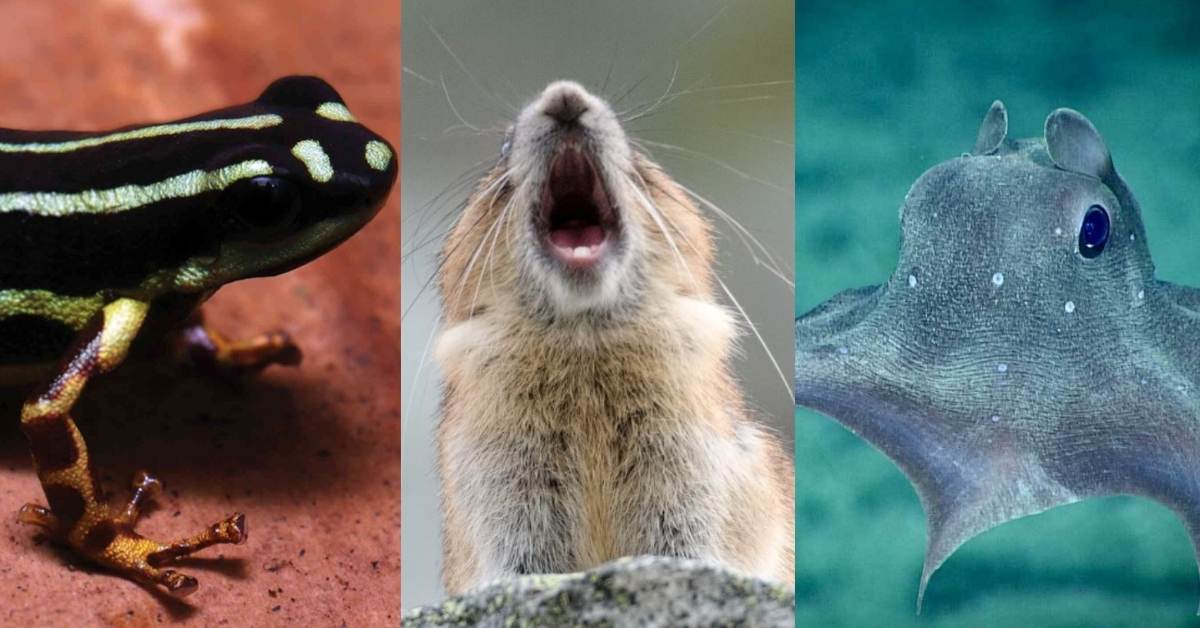 From left to right: a poison dart frog, a pika, a dumbo flapjack octopus