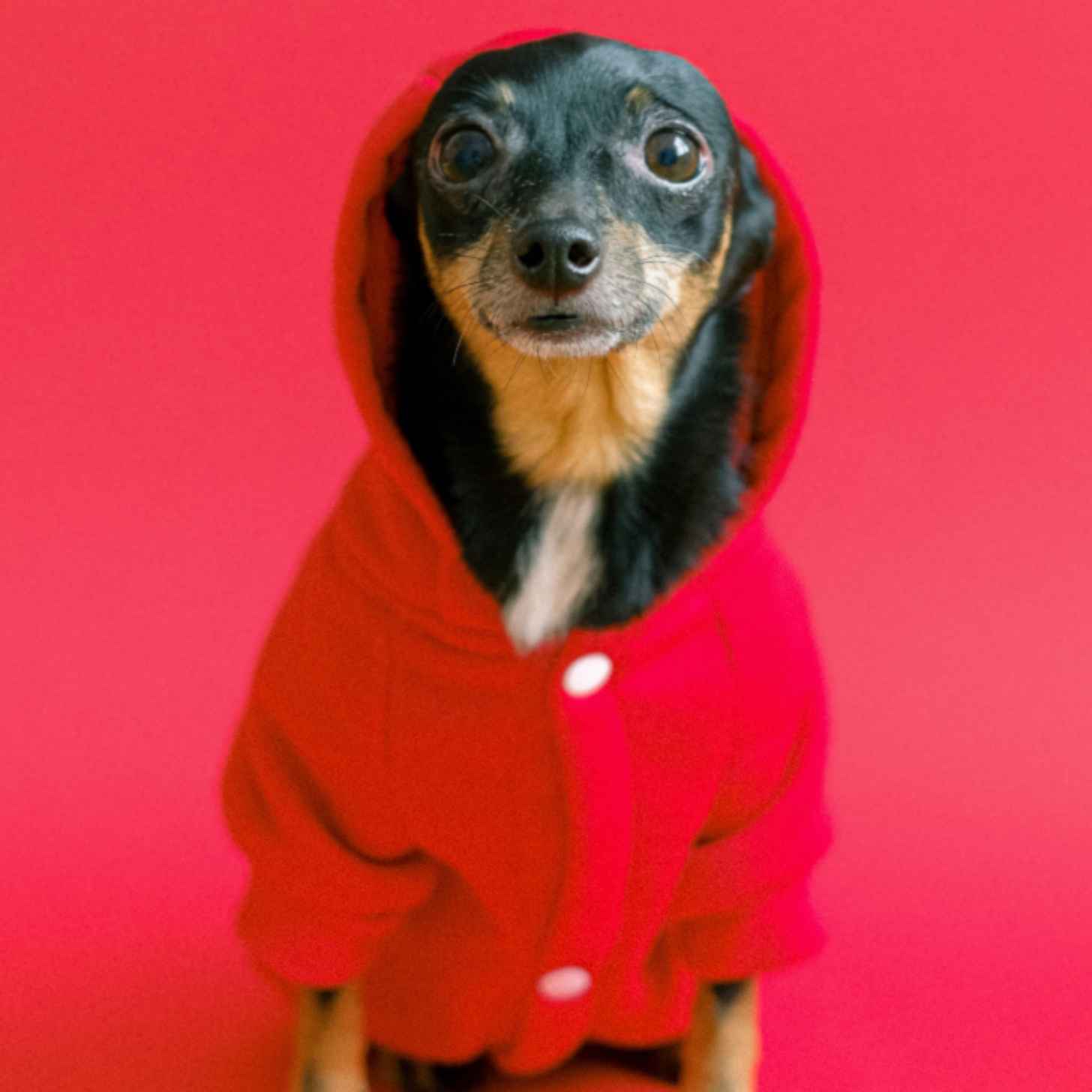 A dog wearing a red hoodie
