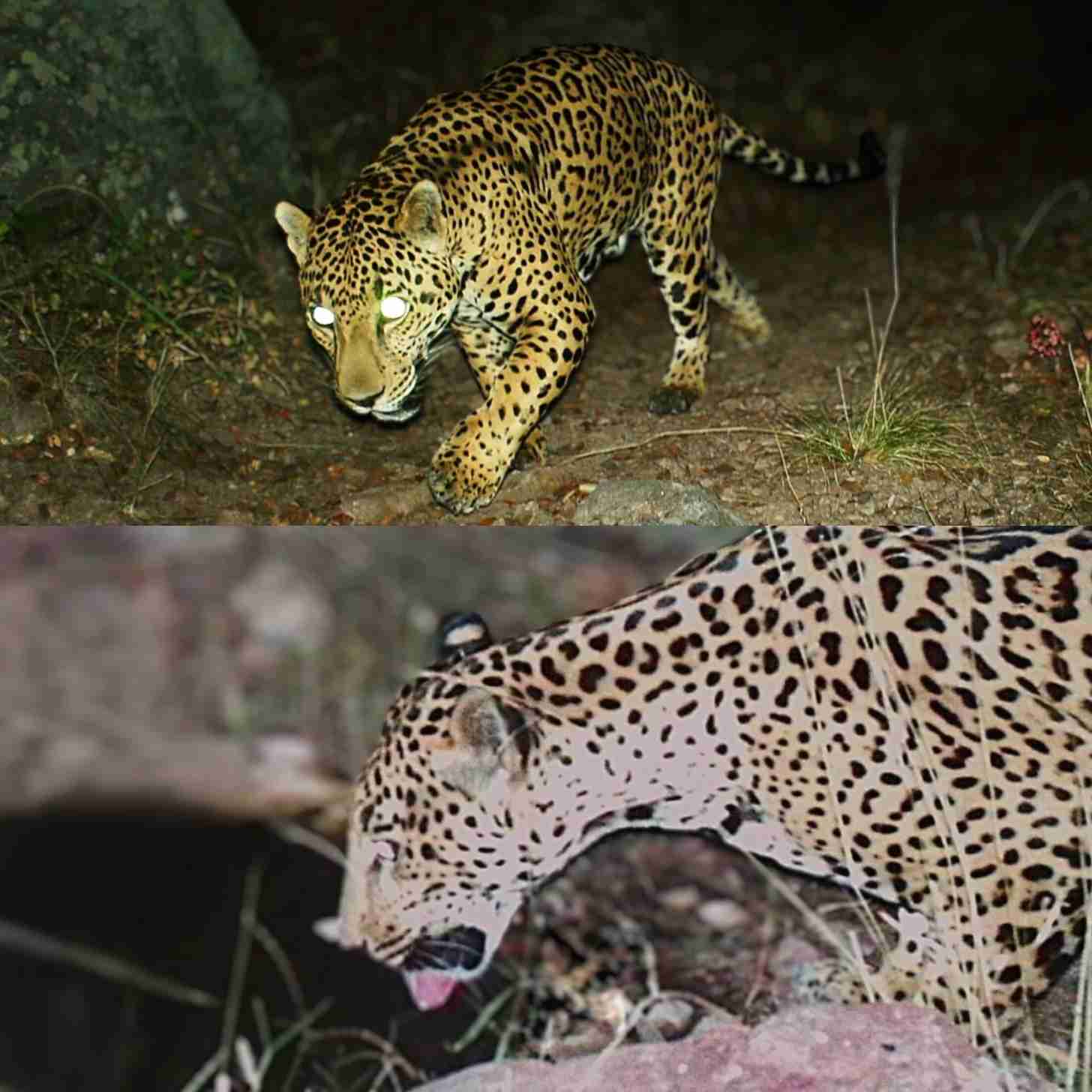 Two trail camera photos of jaguars at night