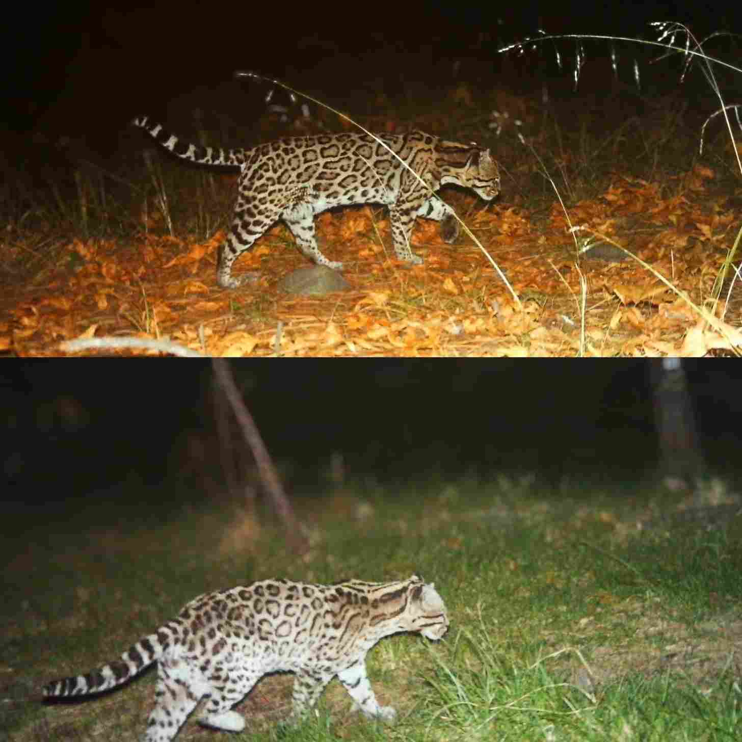 Two trail camera photos of ocelots at night