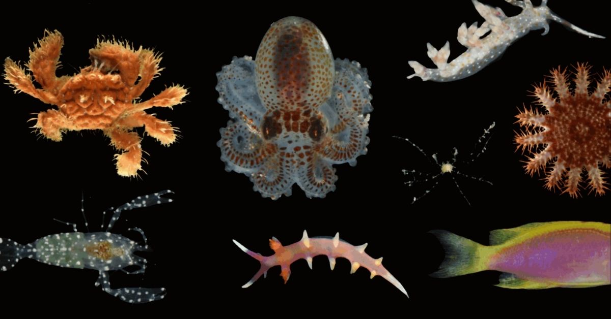A close up of an array of sea animals including sea slugs and a baby octopus