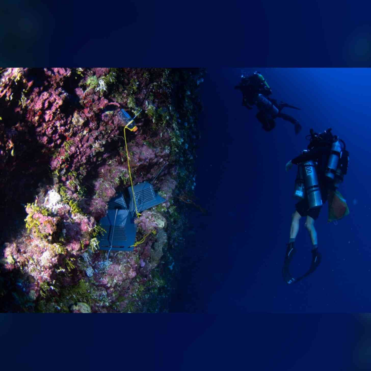 Scuba divers collect ARMS from under the ocean by a coral reef