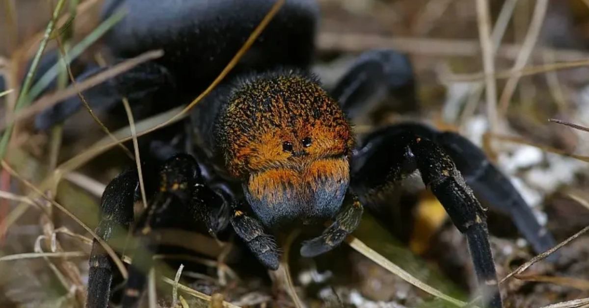 A giant black spider with adoorable tiny eyes