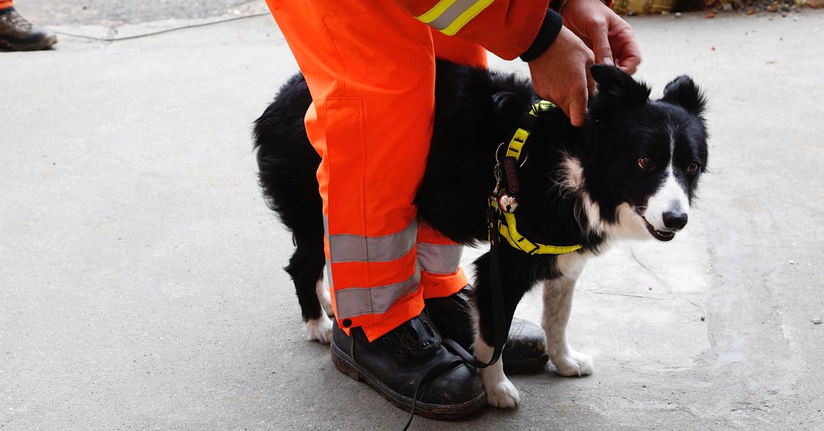 A border collie search and rescue dog is outfitted in a harness by a first responder in bright orange gear