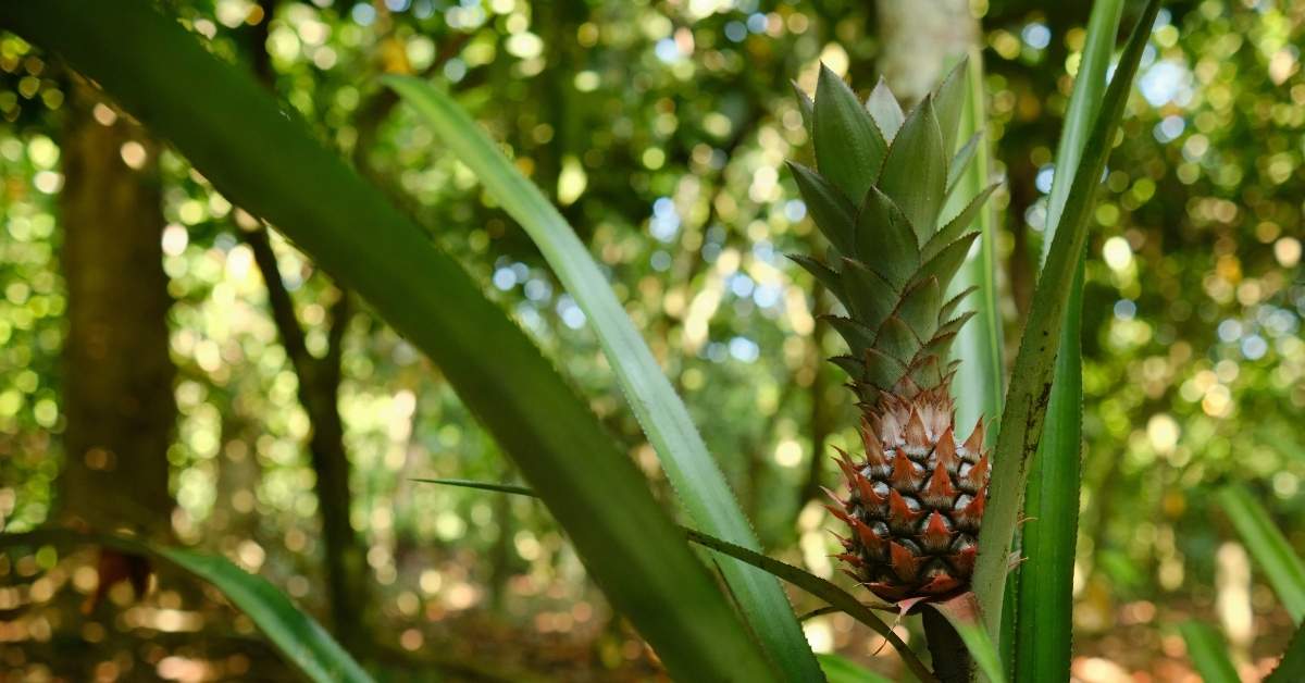 A small pineapple plant growing in a forest