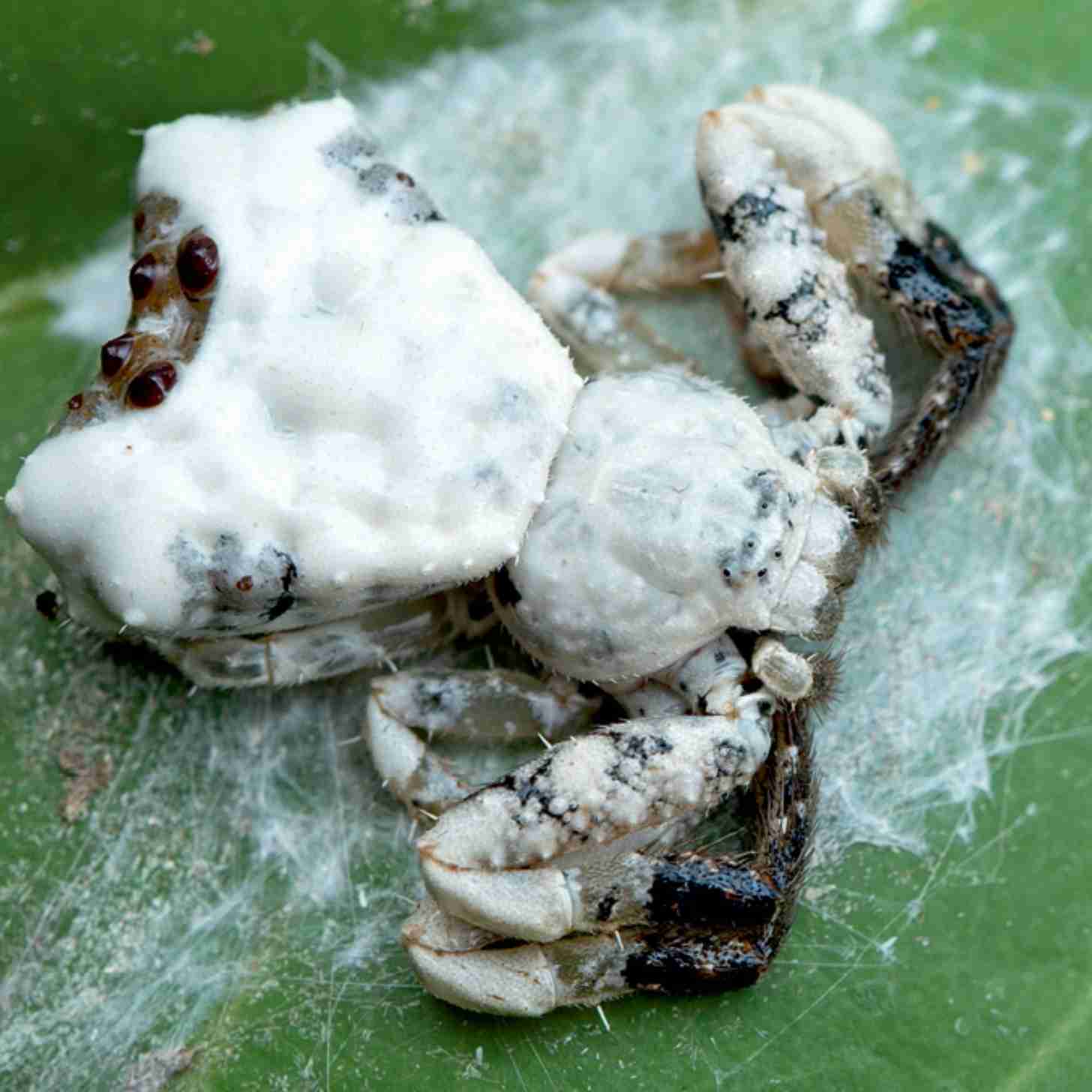 A bird dropping crab spider covered in silk