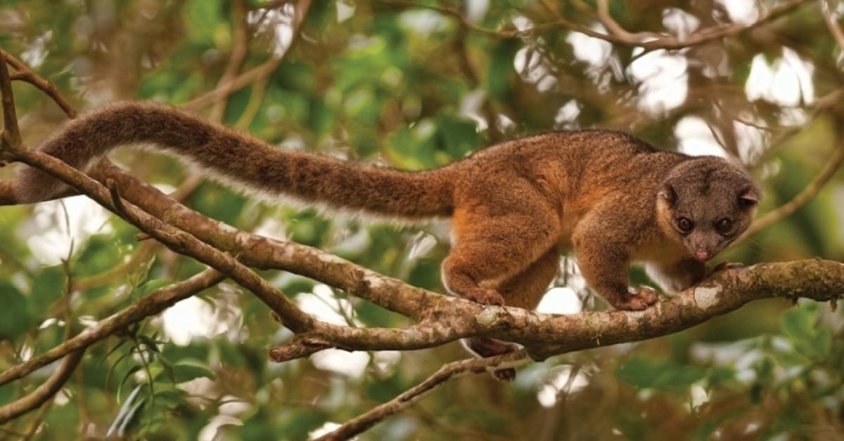 Photograph of an orange monkey looking mammal, an "Olinguito," taken in the wild at Tandayapa Bird Lodge, Ecuador