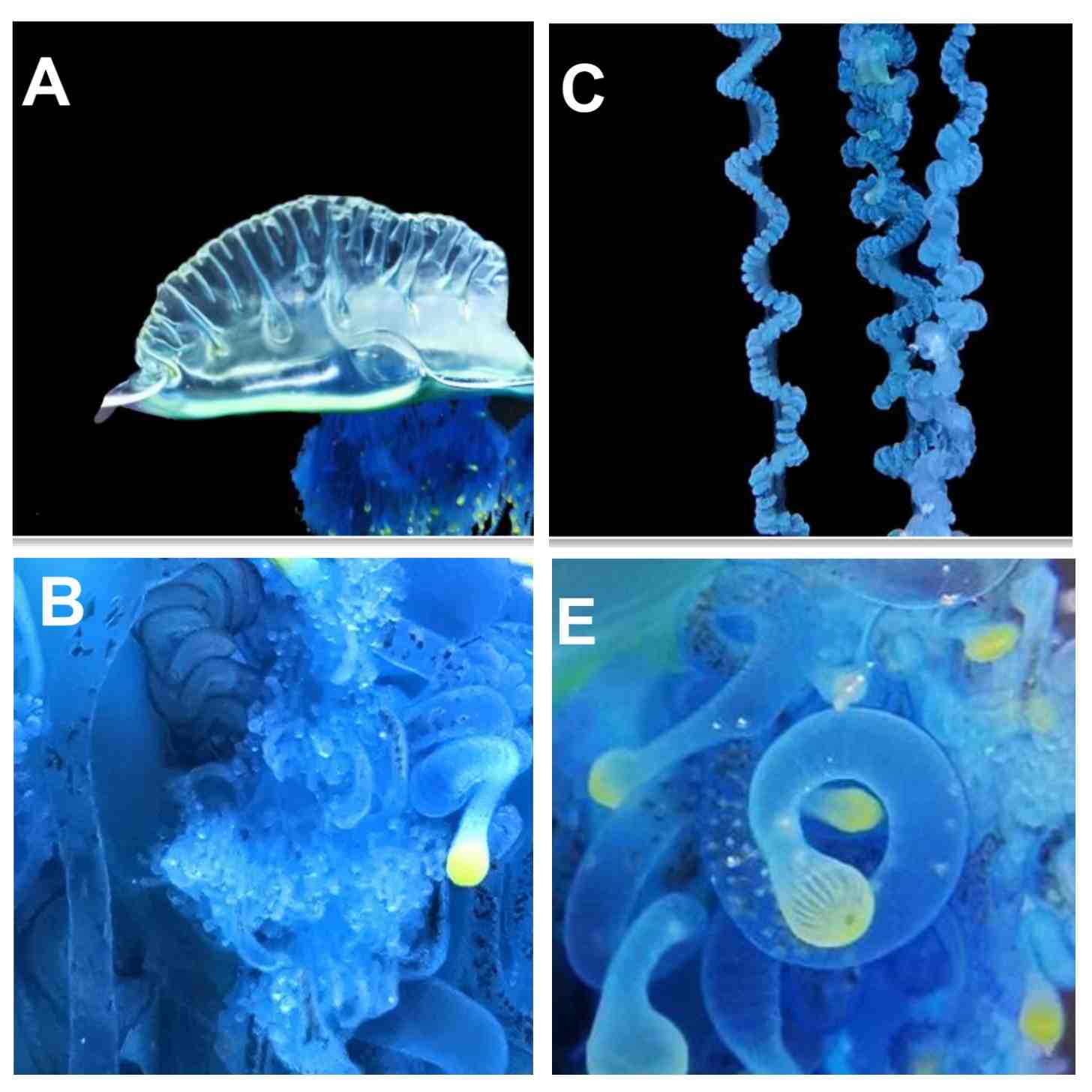 A series of pictures, labeled A, B, C, and E, showing close up images of a Physalia mikazuki. It's a bright blue jellyfish creature.