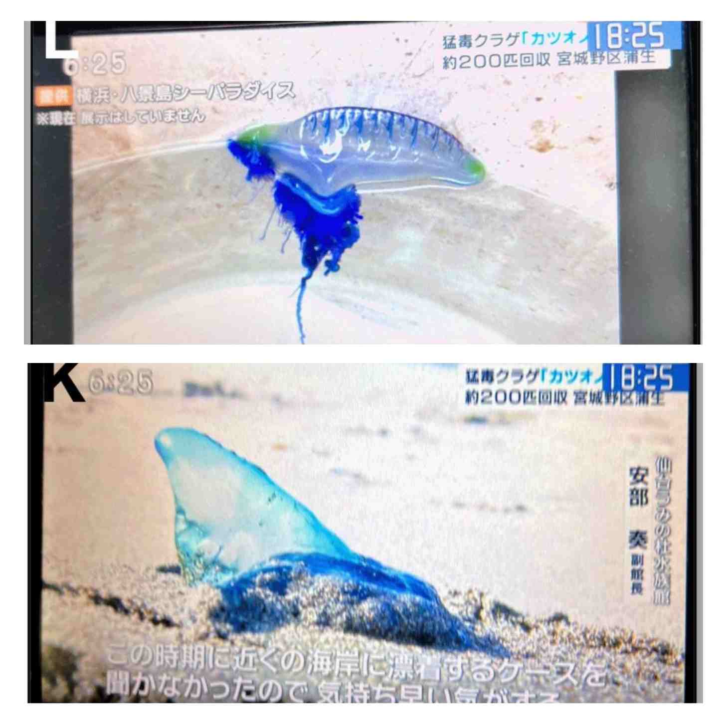 Two images of a blue jellyfish creature washed ashore. There is Japanese text on the screen.