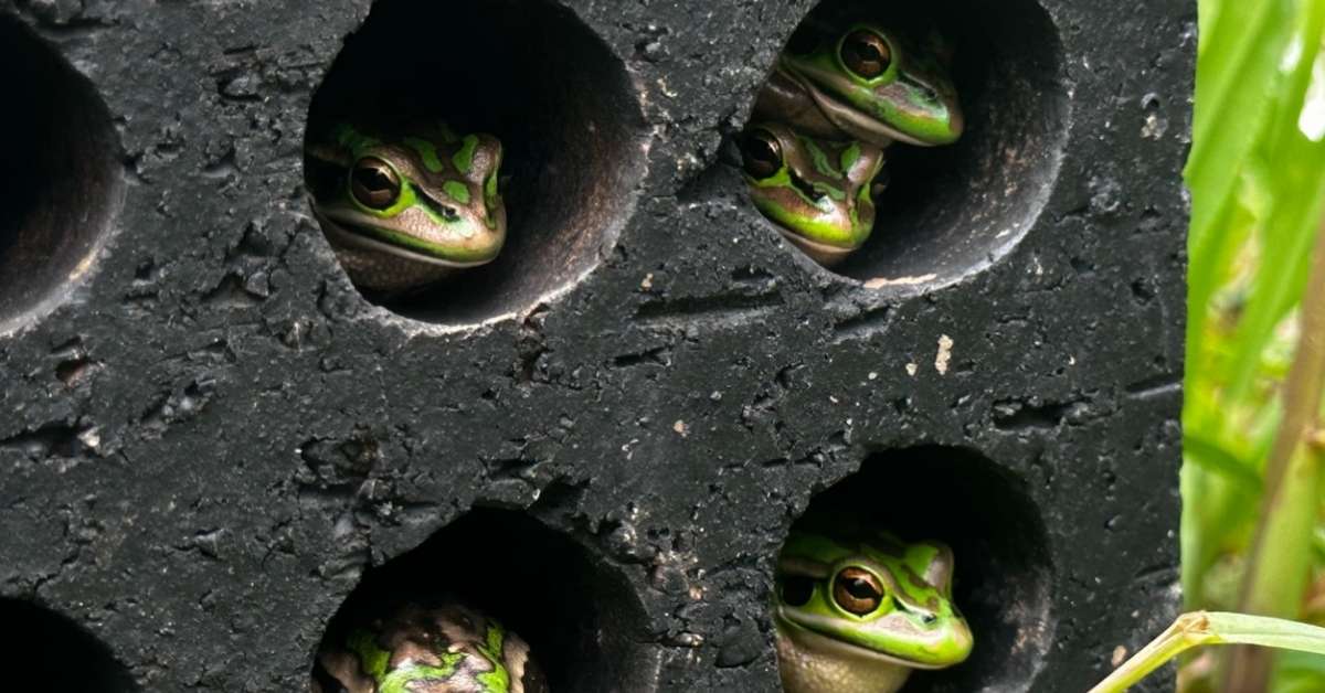 A black mason brick with holes in it, with green and golden bell frogs poking their heads out of various holes