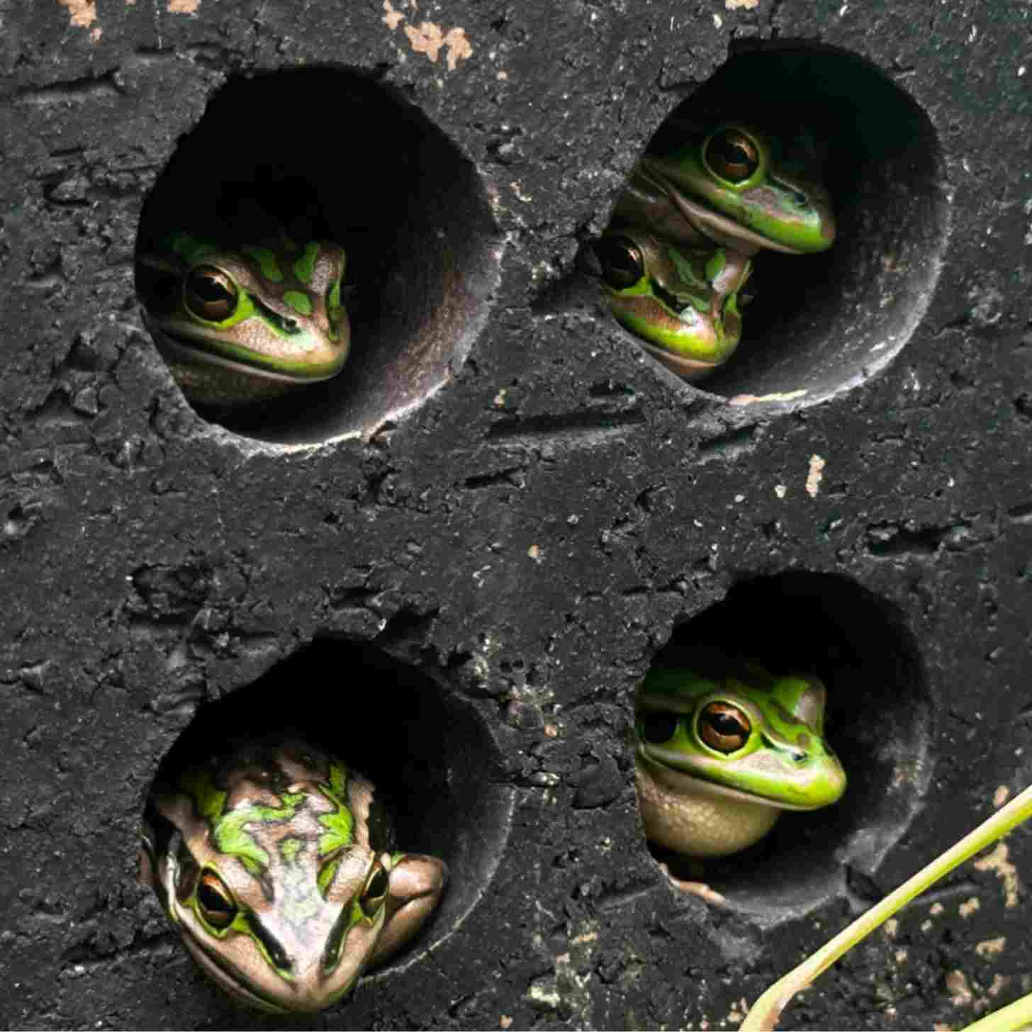 A black mason brick with holes in it, with green and golden bell frogs poking their heads out of various holes