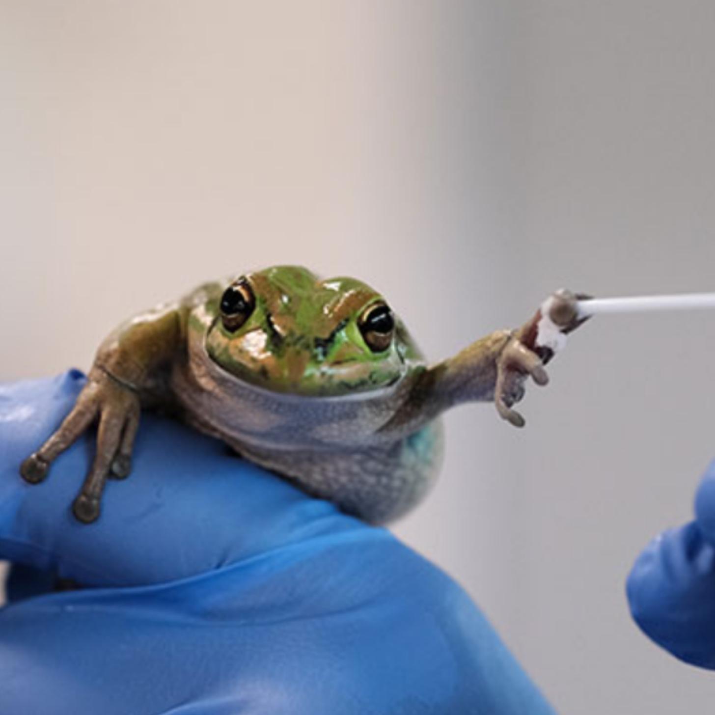 A green and golden bell frog holds out its webbed hand as he is inspected by the pulling of a small bandage