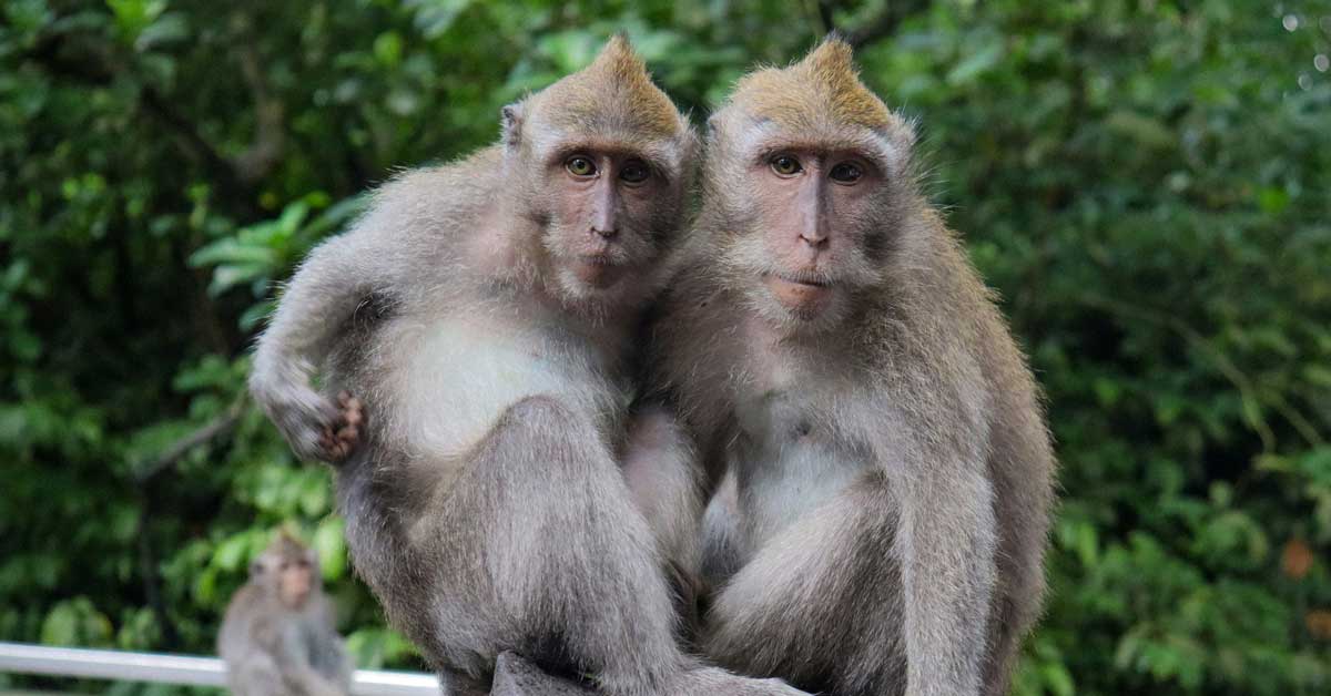 Two long-tailed long-tailed macaques sit side-by-side in a green forest