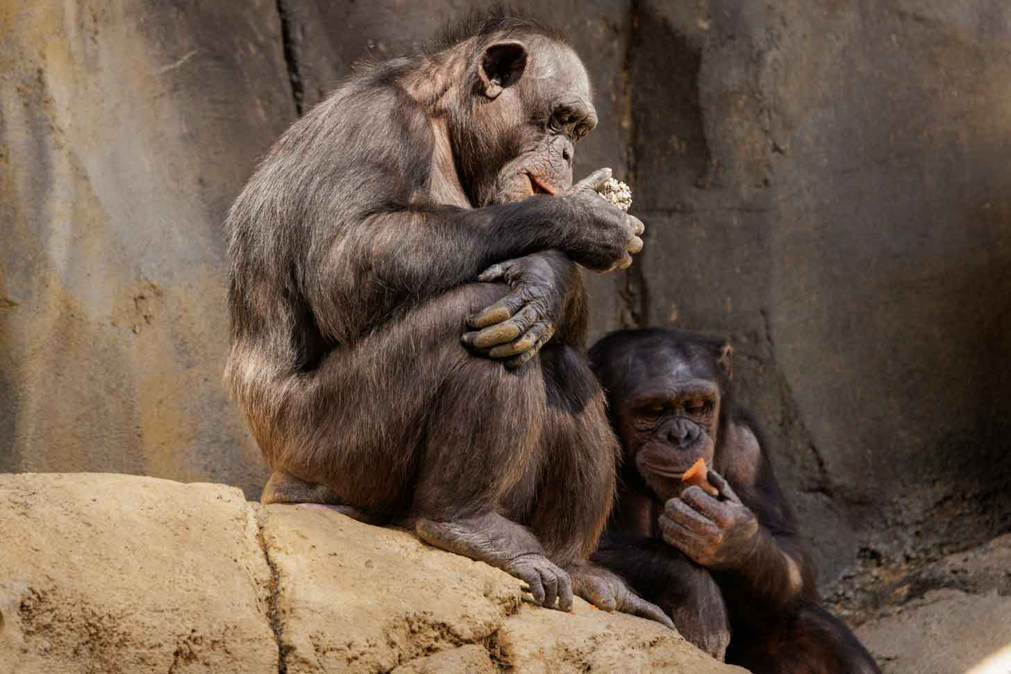Two apes eat fruit side-by-side