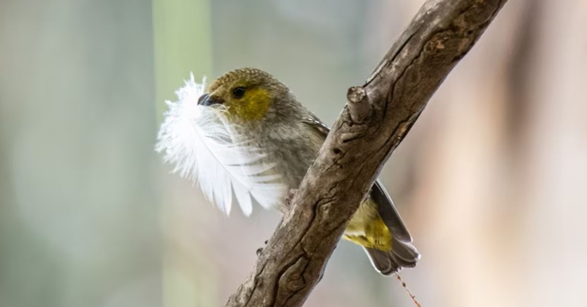 A small bird holds a white feather in its beak as it rests on a branch.