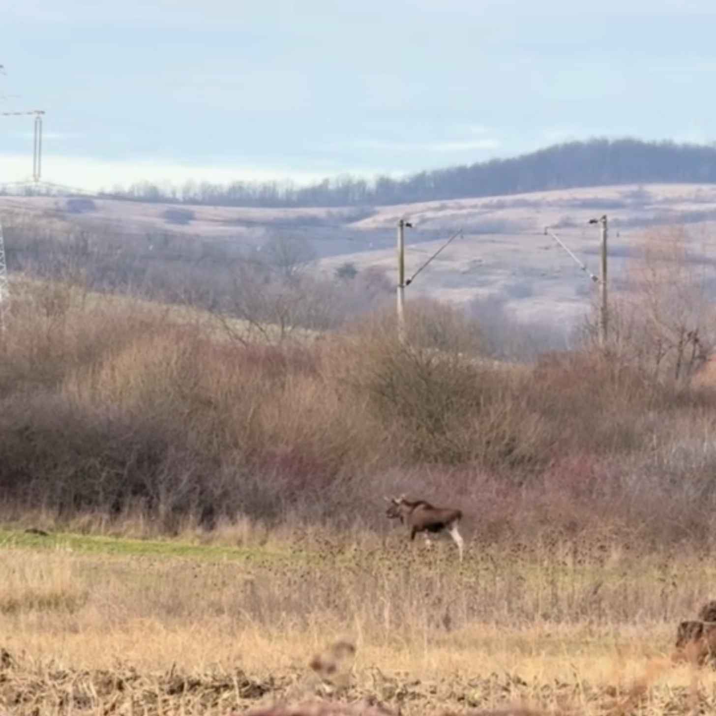 A moose wanders in a field far off in the distance