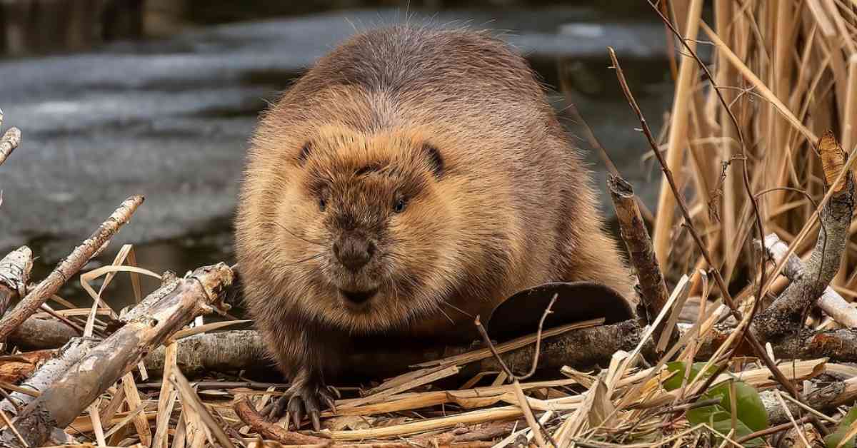 A beaver building a dam